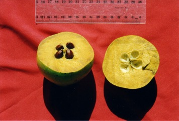 Black sapote, Black persimmon