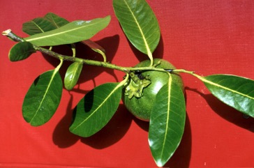 Black sapote, Black persimmon