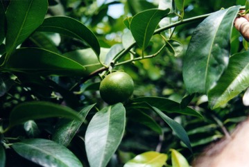 Black sapote, Black persimmon