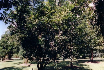 Black sapote, Black persimmon