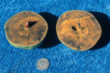 Black sapote, Black persimmon