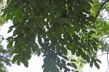 American persimmon