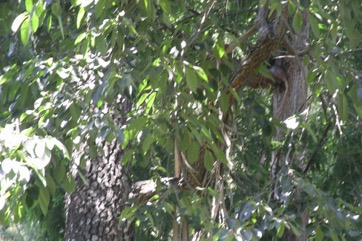 American persimmon