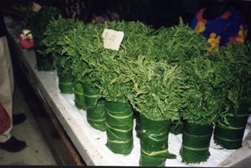 Vegetable-fern, Paco fern