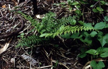 Vegetable-fern, Paco fern