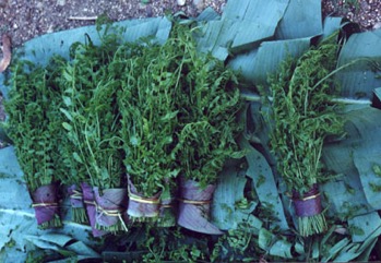 Vegetable-fern, Paco fern