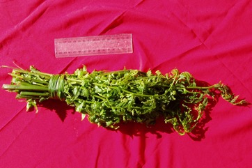 Vegetable-fern, Paco fern