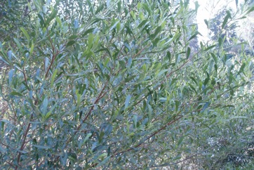 Sticky hop-bush, Common sand olive