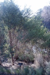 Sticky hop-bush, Common sand olive