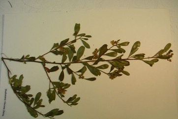 Sticky hop-bush, Common sand olive