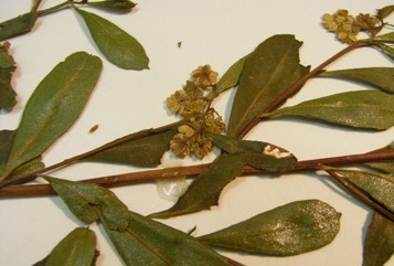 Sticky hop-bush, Common sand olive