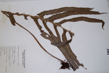 Rock fern, Oak fern, Oak leaf fern