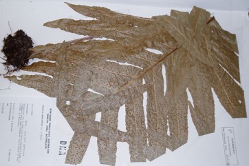 Rock fern, Oak fern, Oak leaf fern