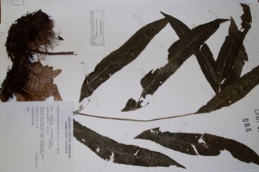Rock fern, Oak fern, Oak leaf fern
