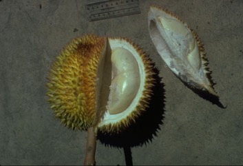 Durian