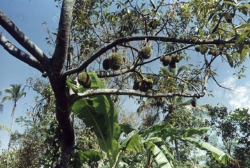 Durian