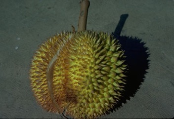 Durian