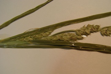 Barnyard grass, Barnyard millet