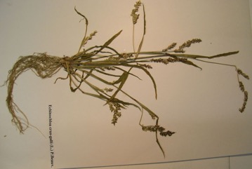 Barnyard grass, Barnyard millet