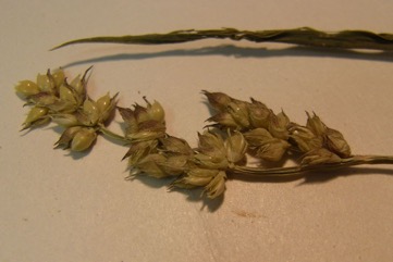 Barnyard grass, Barnyard millet
