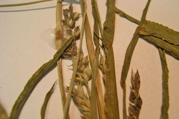 Barnyard grass, Barnyard millet