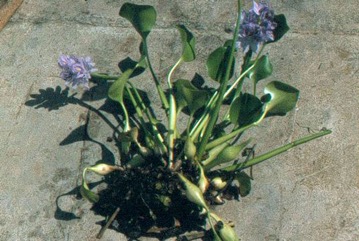 Water hyacinth