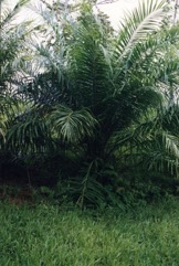 African Oil palm