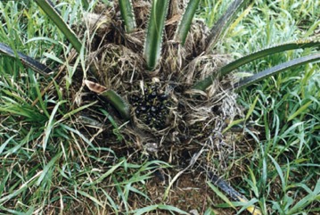 African Oil palm