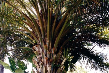 African Oil palm