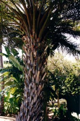African Oil palm