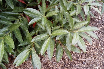 Blue quandong, Silver quandong