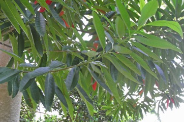 Blue quandong, Silver quandong