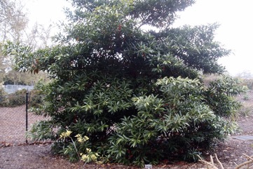 Blue quandong, Silver quandong
