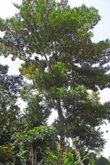 Blue quandong, Silver quandong