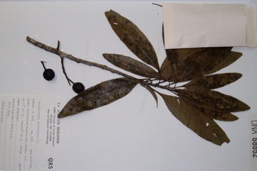 Blue quandong, Silver quandong