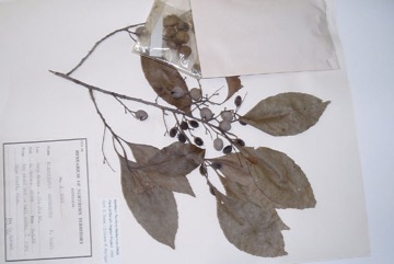 Arnhem Land quandong, Bony Quandong