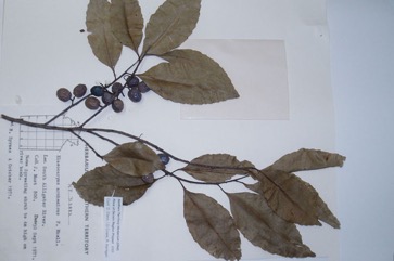 Arnhem Land quandong, Bony Quandong