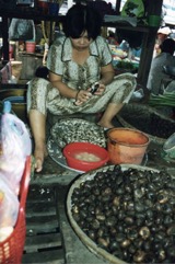 Edible spike rush, Chinese water-chestnut