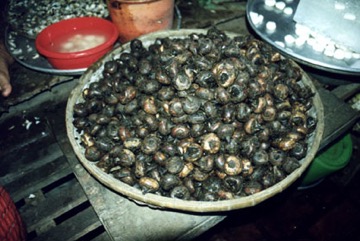 Edible spike rush, Chinese water-chestnut