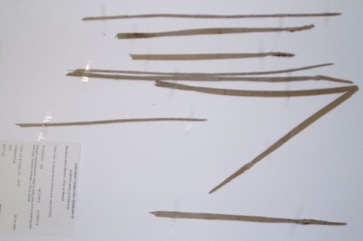 Edible spike rush, Chinese water-chestnut