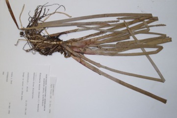 Edible spike rush, Chinese water-chestnut
