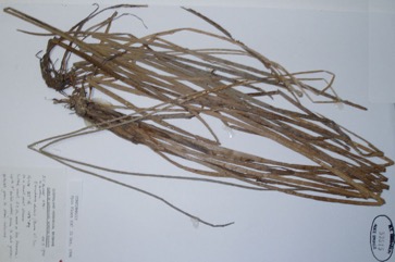 Edible spike rush, Chinese water-chestnut
