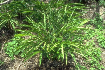 Cardamom, Ceylon cardamom