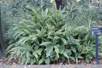 Cardamom, Ceylon cardamom