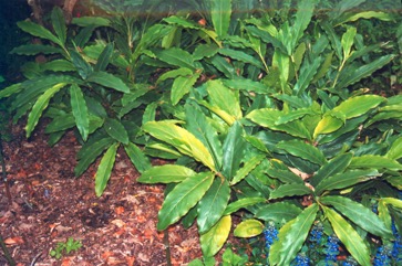Cardamom, Ceylon cardamom