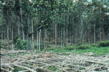 Cardamom, Ceylon cardamom