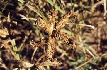 Finger millet
