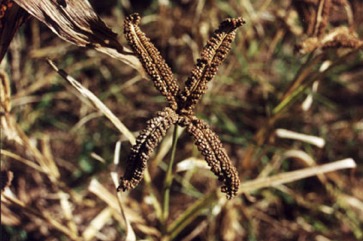 Finger millet