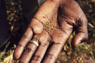 Finger millet