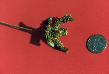 Finger millet